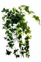 005 Veštaćke lozice   